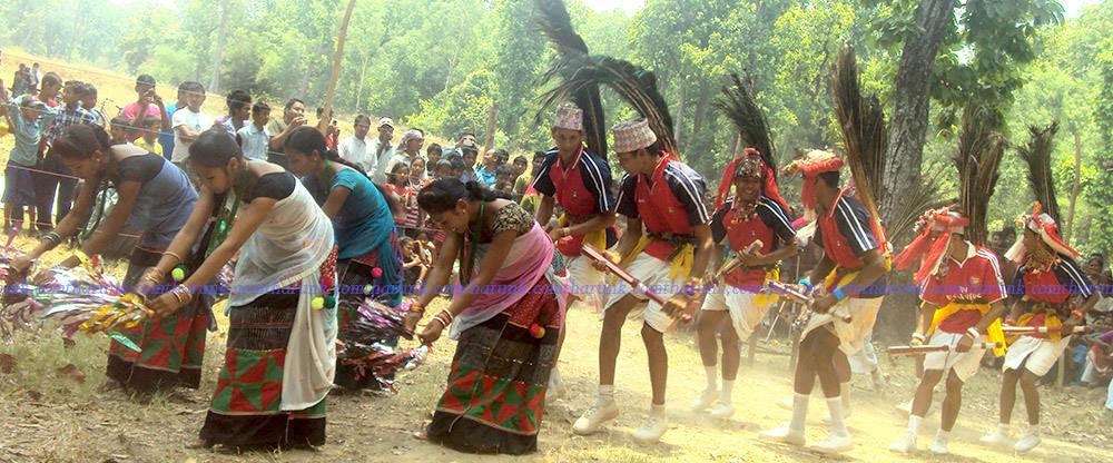थारुको मुङ्ग्रहुवा नाचको लोकप्रियता