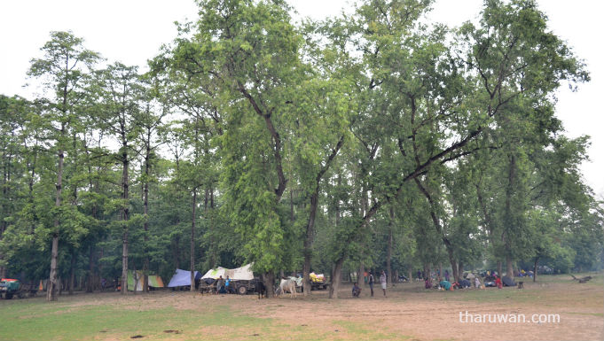 Badka Bhajahar_kailali_tharu 07