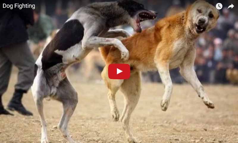 कुकुरहरुको भिडन्त