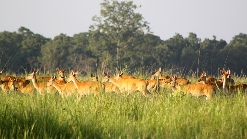 सिजनमा पनि बढेनन् शुक्लाफाँटामा पर्यटक