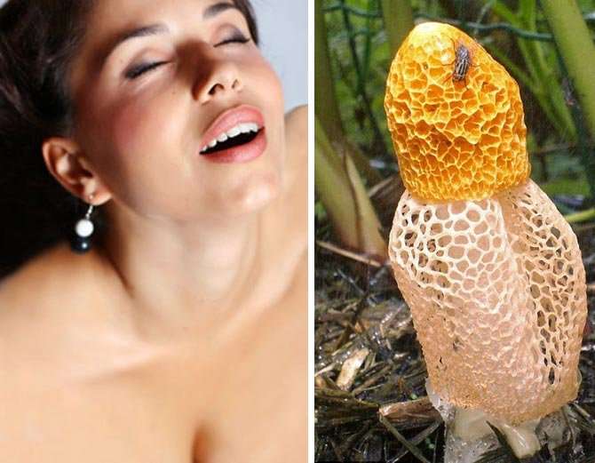 सुँघेरै महिलामा यौन उत्तेजना बढाउने अनौठो च्याउ