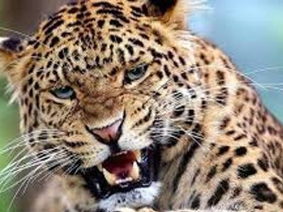 चितुवाको आक्रमणबाट गोपी थारूको मृत्यु, इन्दिरा र मनीषा दहित घाइते