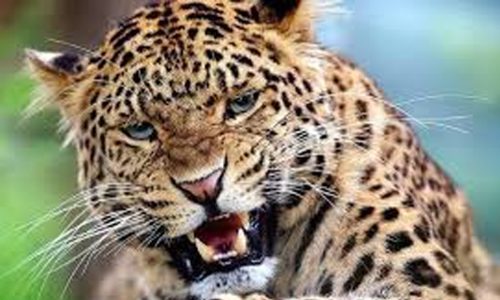 चितुवाको आक्रमणबाट गोपी थारूको मृत्यु, इन्दिरा र मनीषा दहित घाइते