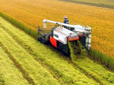 चीनको धोखाधडीपूर्ण फसल: प्रणालीगत विघटनको ऐना