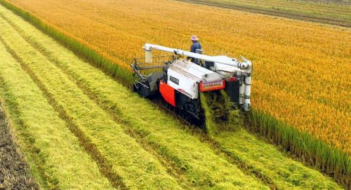 चीनको धोखाधडीपूर्ण फसल: प्रणालीगत विघटनको ऐना