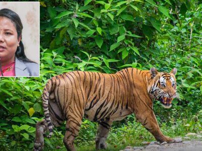 मन्त्री गीता चौधरीले सार्वजनिक गरिन् बाघको तथ्यांक, बाँकेमा बढ्दा बर्दियामा घट्यो