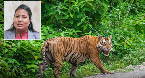 मन्त्री गीता चौधरीले सार्वजनिक गरिन् बाघको तथ्यांक, बाँकेमा बढ्दा बर्दियामा घट्यो