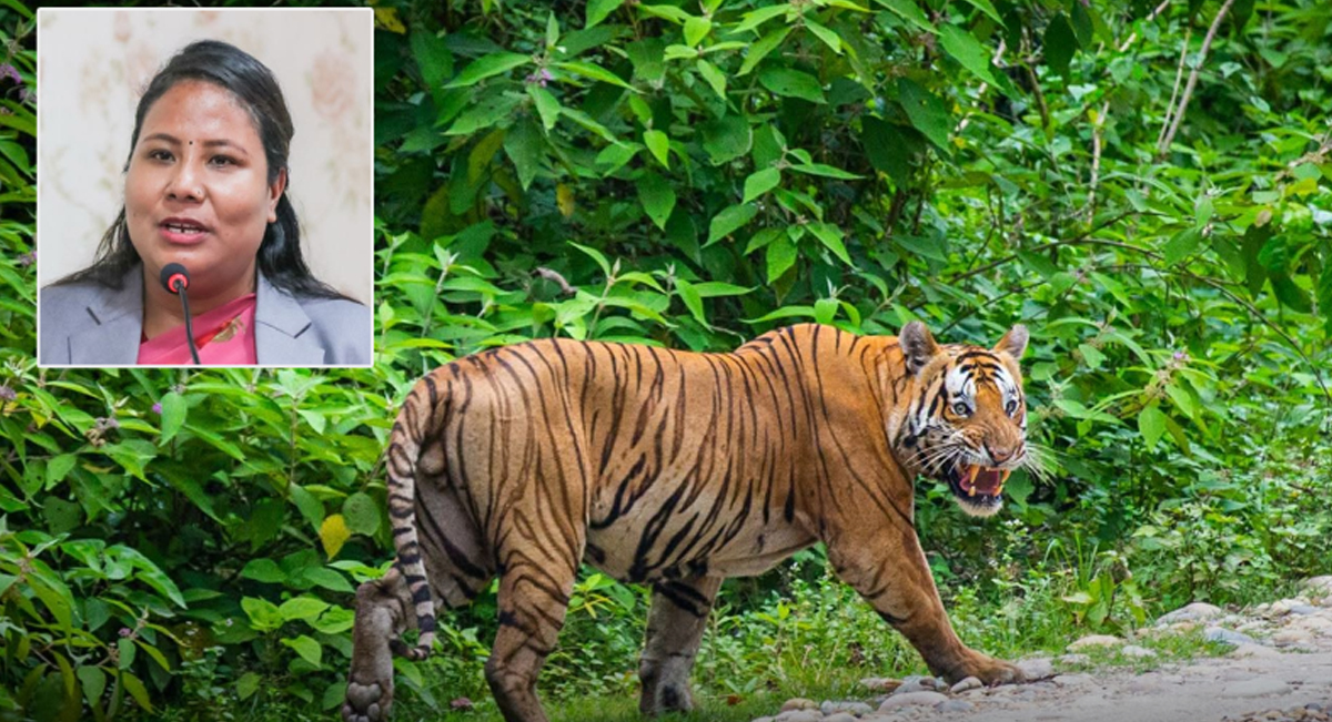 मन्त्री गीता चौधरीले सार्वजनिक गरिन् बाघको तथ्यांक, बाँकेमा बढ्दा बर्दियामा घट्यो